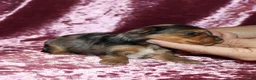Yorkshire Terrier dogs for sale: Alectra - Ad 4