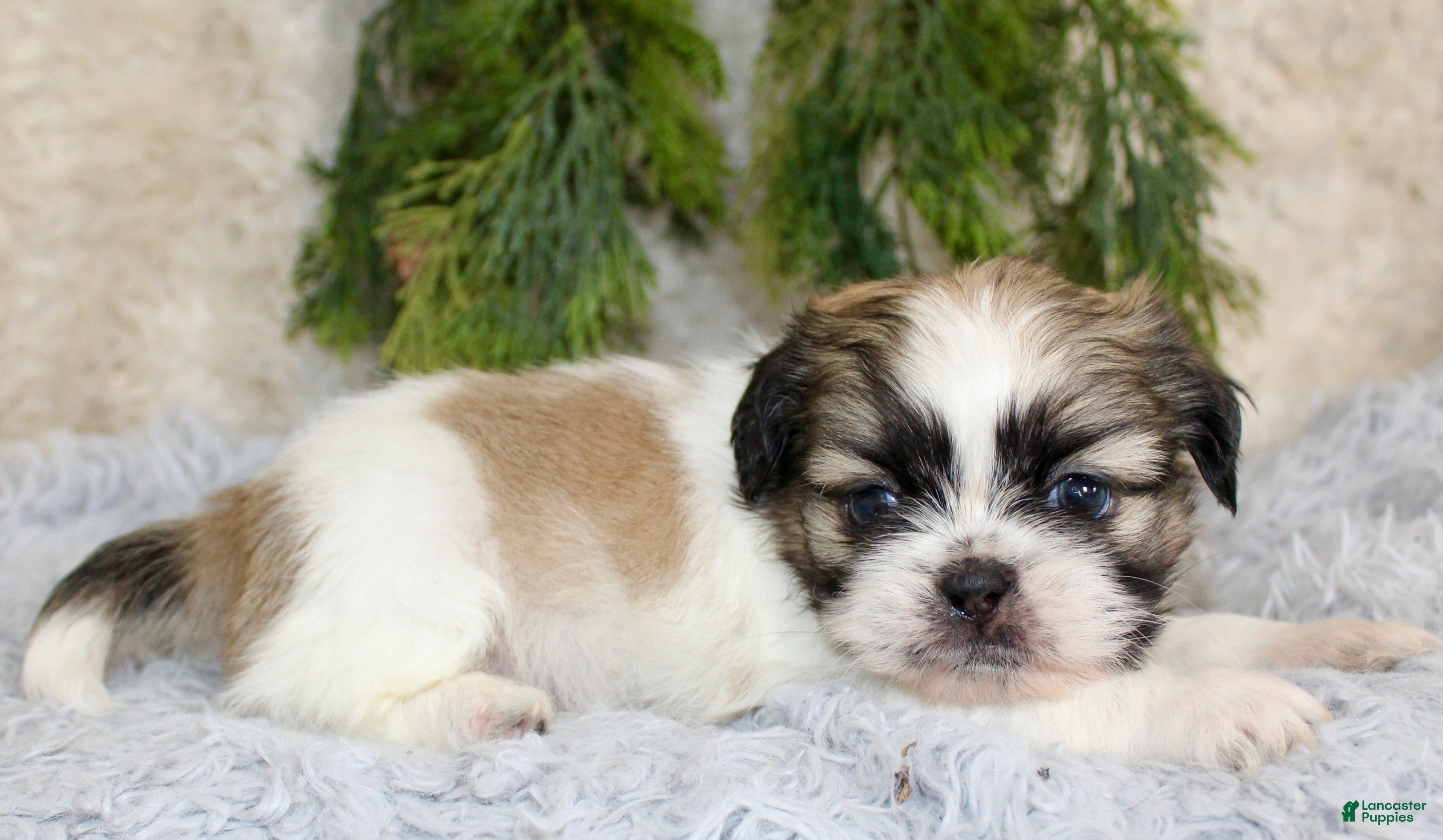 Shih Tzu dogs Shih Tzu Puppy 2 - Ad 6
