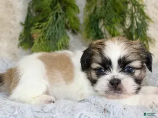 Shih Tzu dogs Shih Tzu Puppy 2 - Ad 6