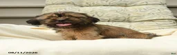 Shih Tzu dogs for sale: Grover - Ad 3