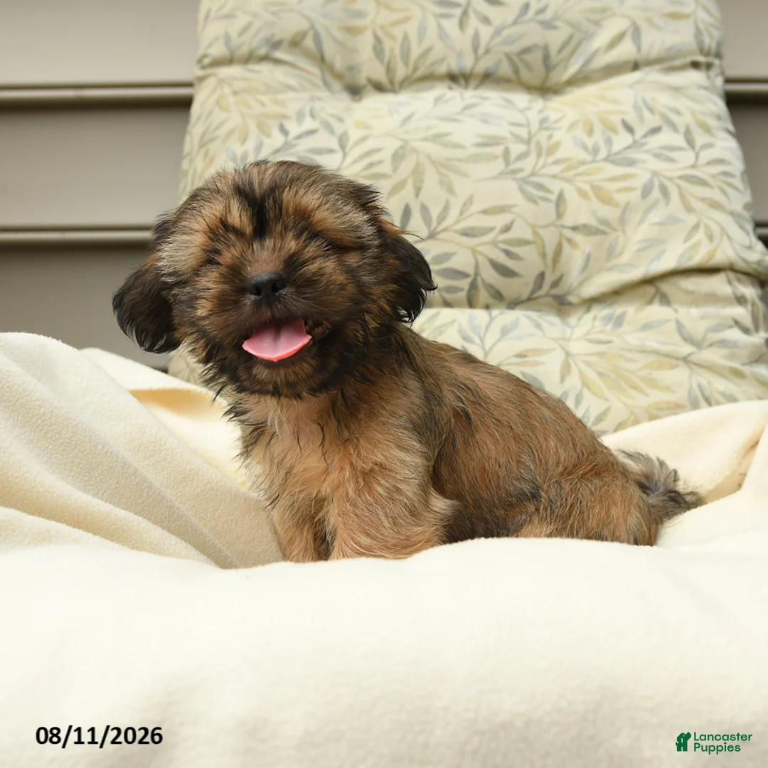 Shih Tzu dogs for sale: Grover - Ad 3
