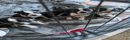 Boston Terrier dogs for sale: Gertrude - Ad 3