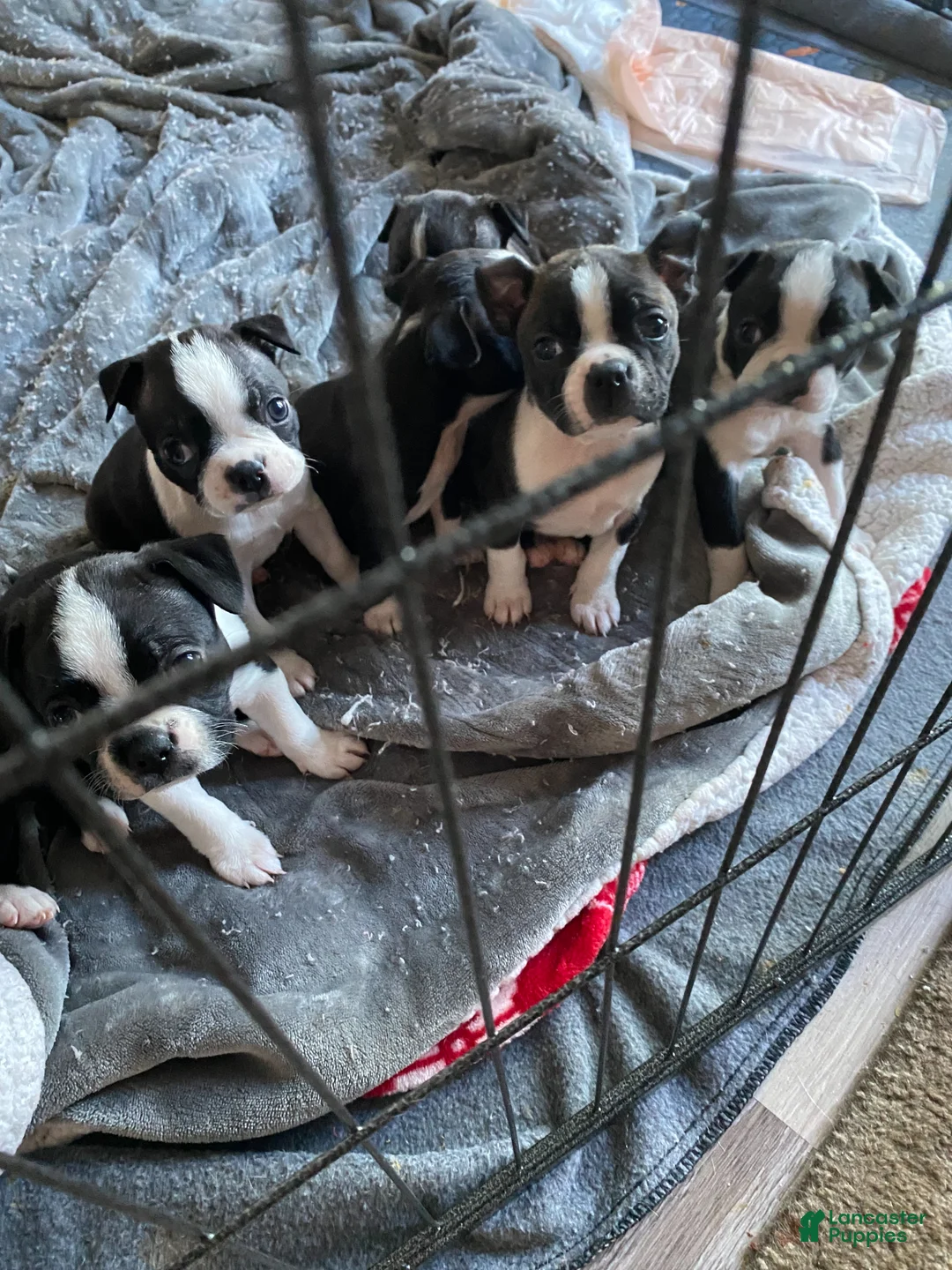 Boston Terrier dogs for sale: Heidi - Ad 2