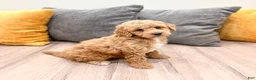 Mini Goldendoodle dogs for sale: Jasmine - Ad 8