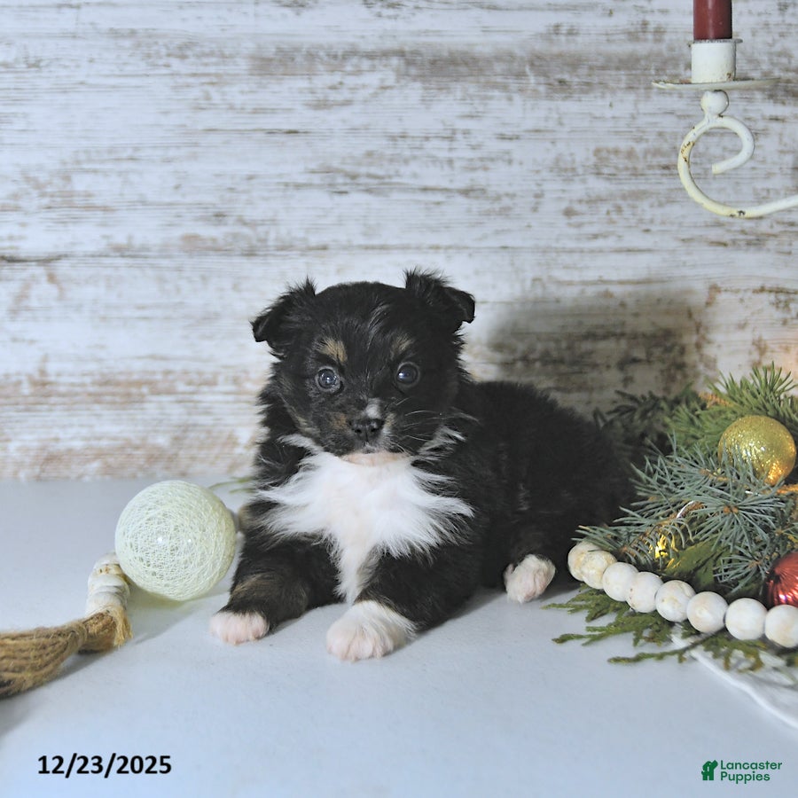 Miniature Australian Shepherd dogs Mia  - Ad 26