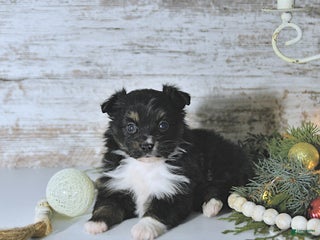 Miniature Australian Shepherd dogs Mia - Ad 26