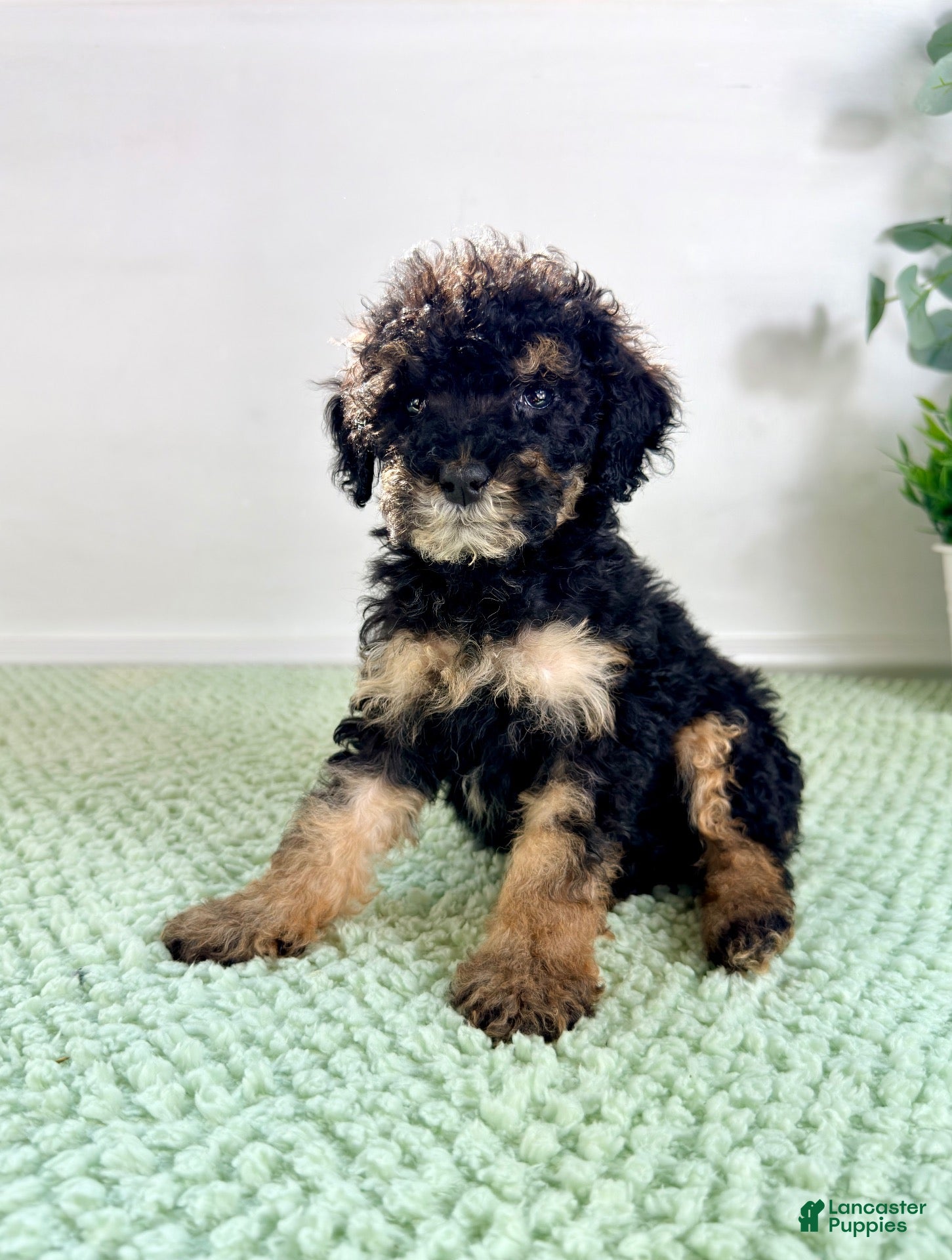 Bernedoodle dogs Sabrina - Ad 7