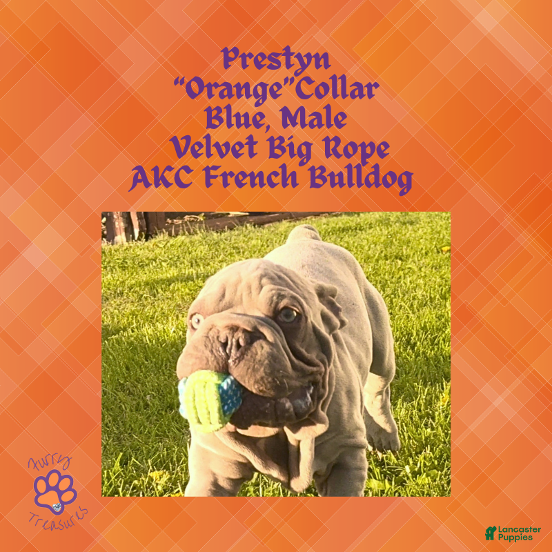 French Bulldog dogs for sale: Prestyn “ Orange” Collar, Male - Ad 4