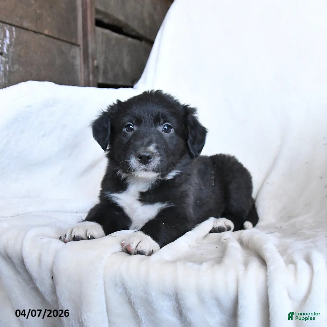 Border Collie dogs for sale: Freddie - Ad 1