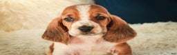 Basset Hound dogs for sale: Axiom - Ad 6