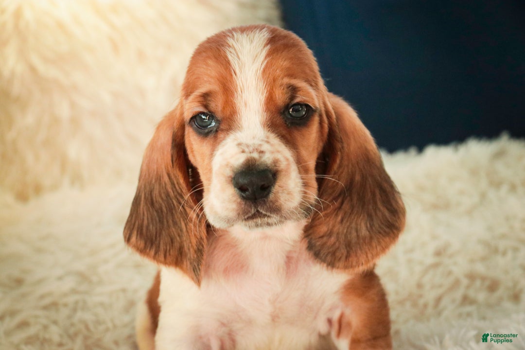 Basset Hound dogs for sale: Axiom - Ad 6