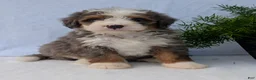 Mini Bernedoodle dogs for sale: Mini Bodie  - Ad 19