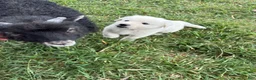 Great Pyrenees dogs for sale: John Tolkin - Ad 10