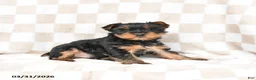 Yorkshire Terrier dogs for sale: Rusty - Ad 2