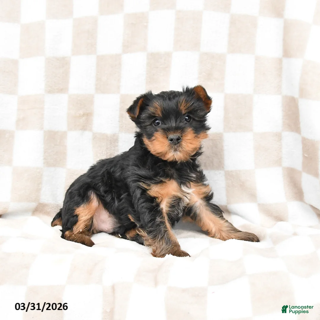 Yorkshire Terrier dogs for sale: Rusty - Ad 2