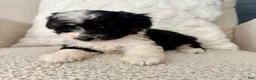 Mini Aussiedoodle dogs for sale: 1 Reba - Ad 5