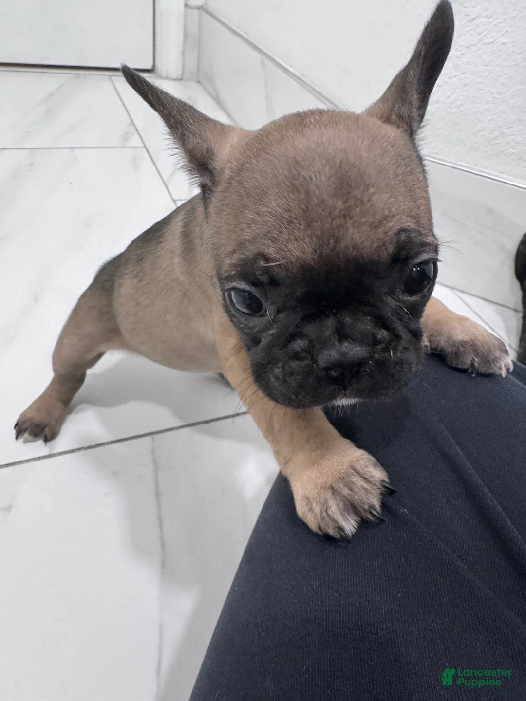 French Bulldog dogs for sale: French Bulldog Puppy 3 (REHOUSED)  - Ad 4