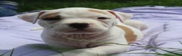 American Bully dogs for sale: Fiona - Ad 1