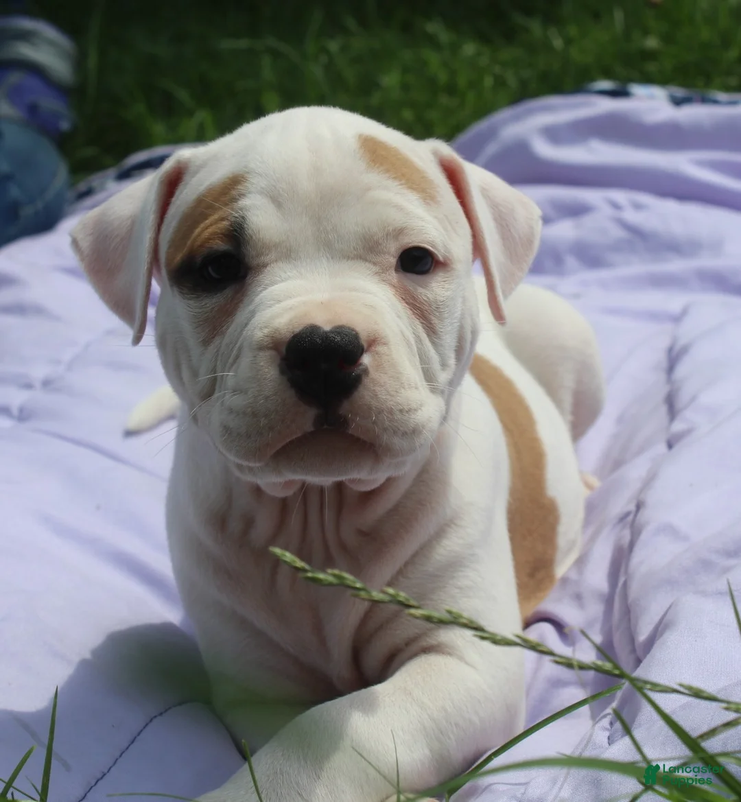 American Bully dogs for sale: Fiona - Ad 1