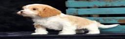 Cavapoo dogs for sale: Shawn - Ad 8