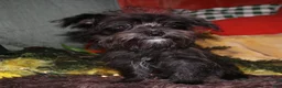 Morkie dogs for sale: Frank - Ad 8