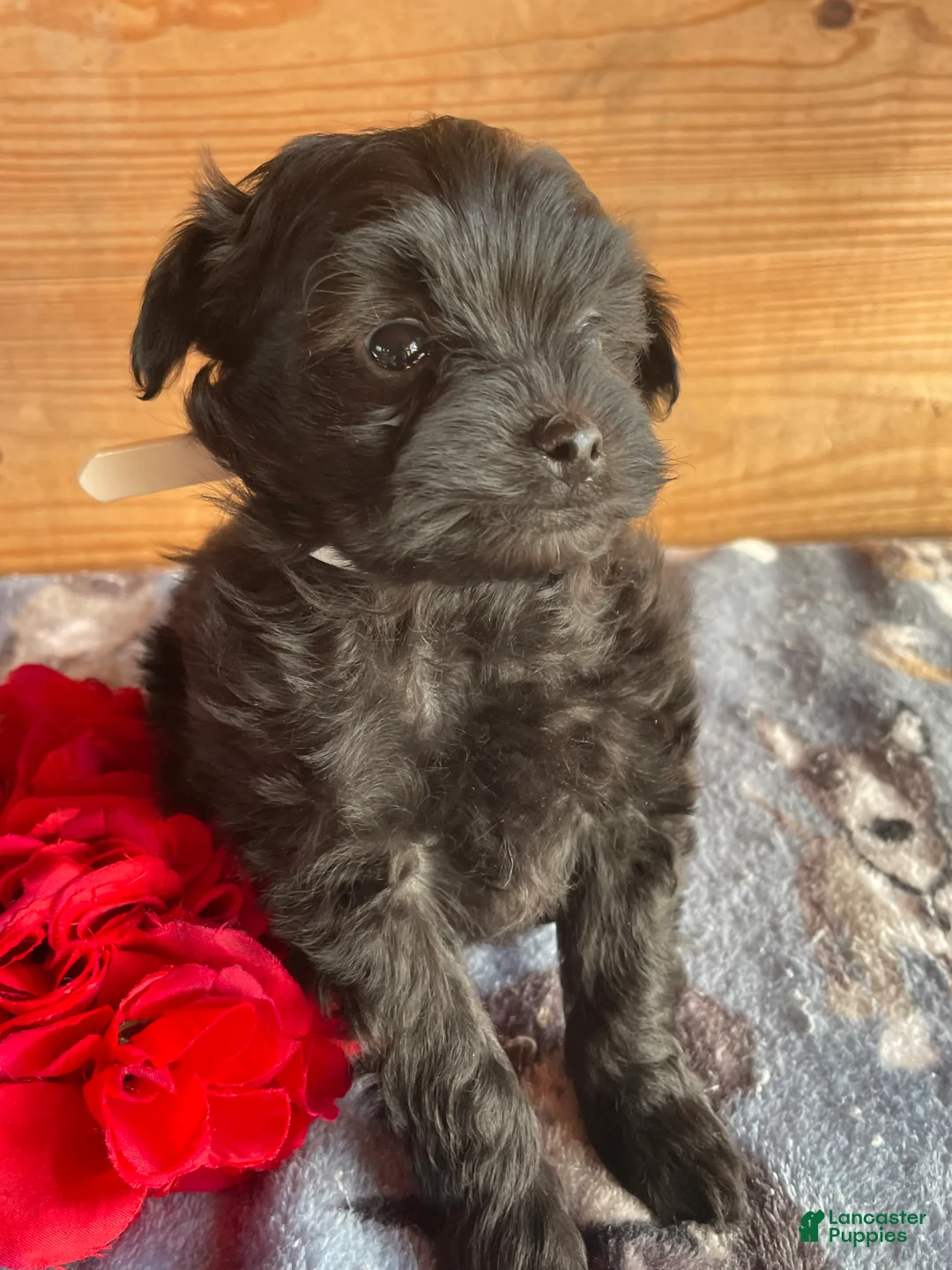 Pomapoo dogs for sale: Shadow - Ad 2
