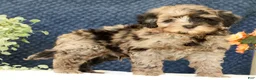 Mini Goldendoodle dogs for sale: Carter - Ad 8