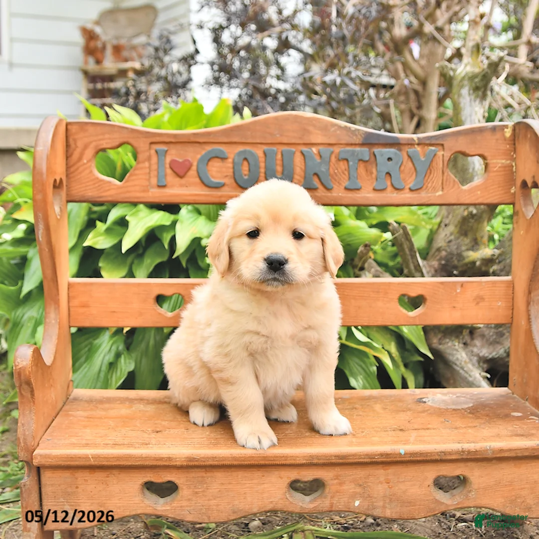 Golden Retriever dogs for sale: Denver - Ad 1