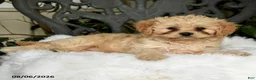 Cavapoo dogs for sale: Tori - Ad 3