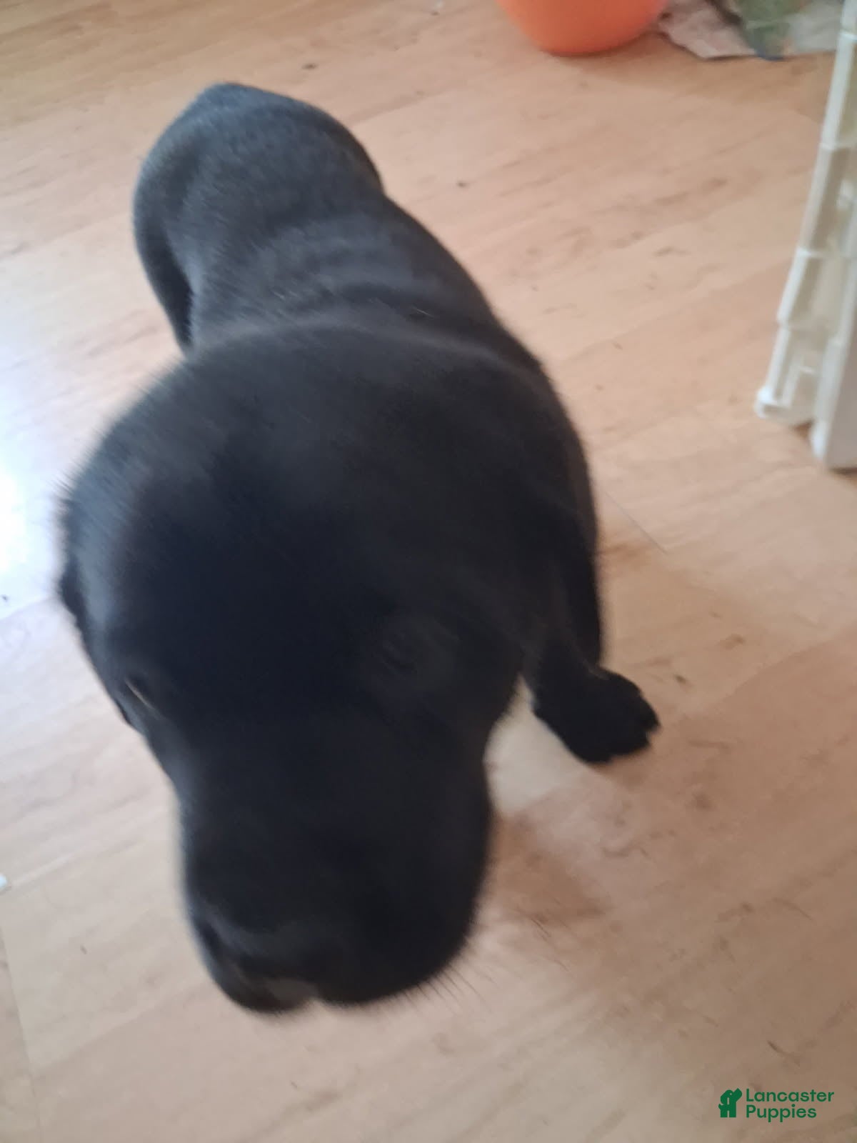 Labrador Retriever dogs Yellow collar big male - Ad 1