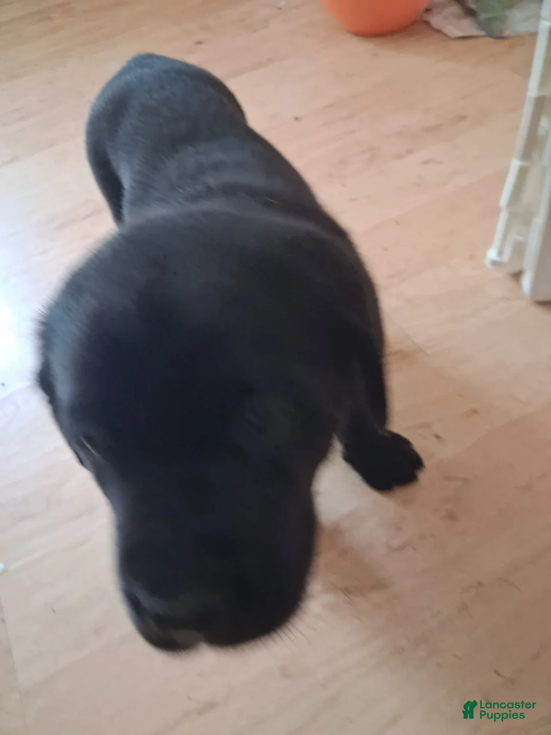 Labrador Retriever dogs for sale: Yellow collar big male - Ad 1