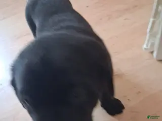 Labrador Retriever dogs for sale: Yellow collar big male - Ad 2