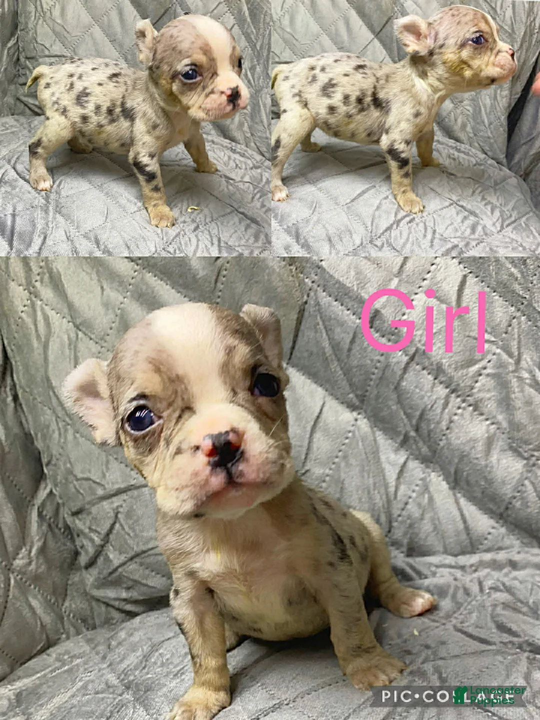 American Bully dogs for sale: American Bully Puppy 2 - Ad 10