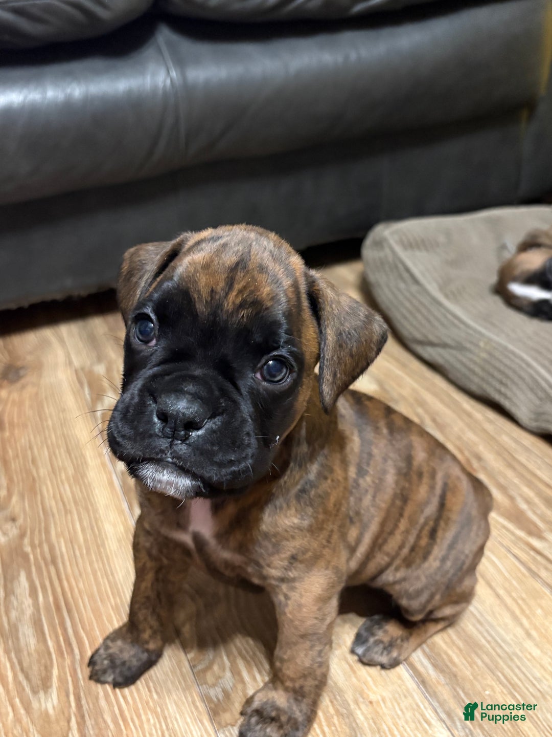 Boxer dogs for sale: Toby - Ad 2