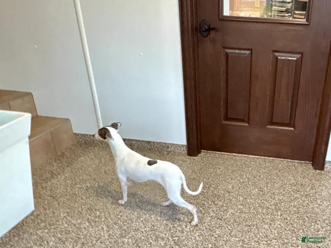 Italian Greyhound dogs for sale: Charity - Ad 4