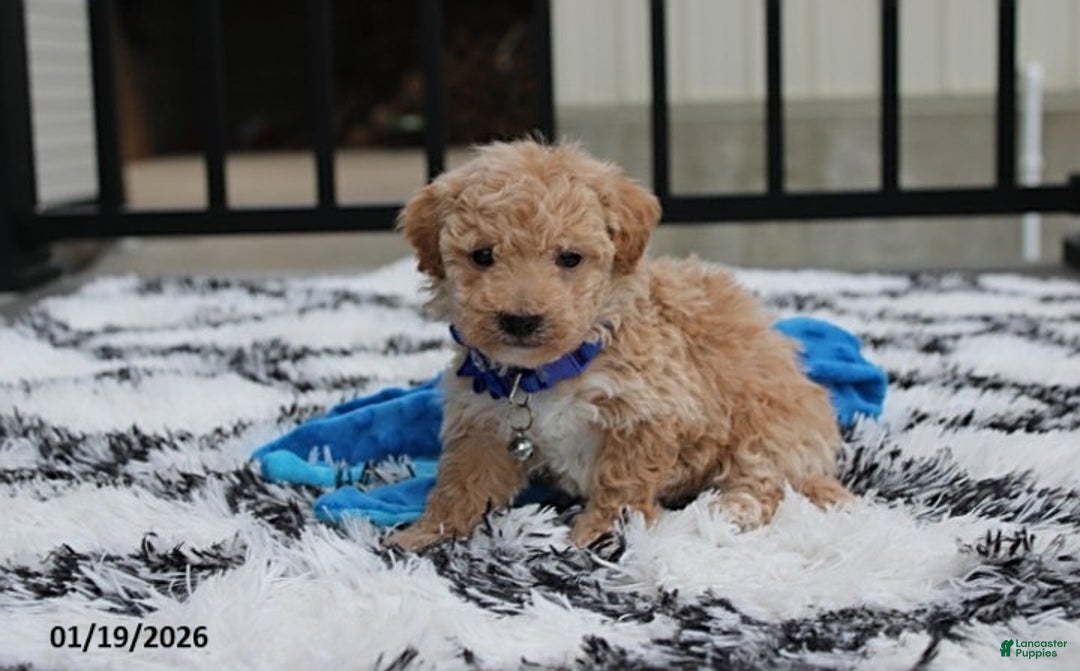 Bichpoo dogs for sale: Rolo - Ad 5