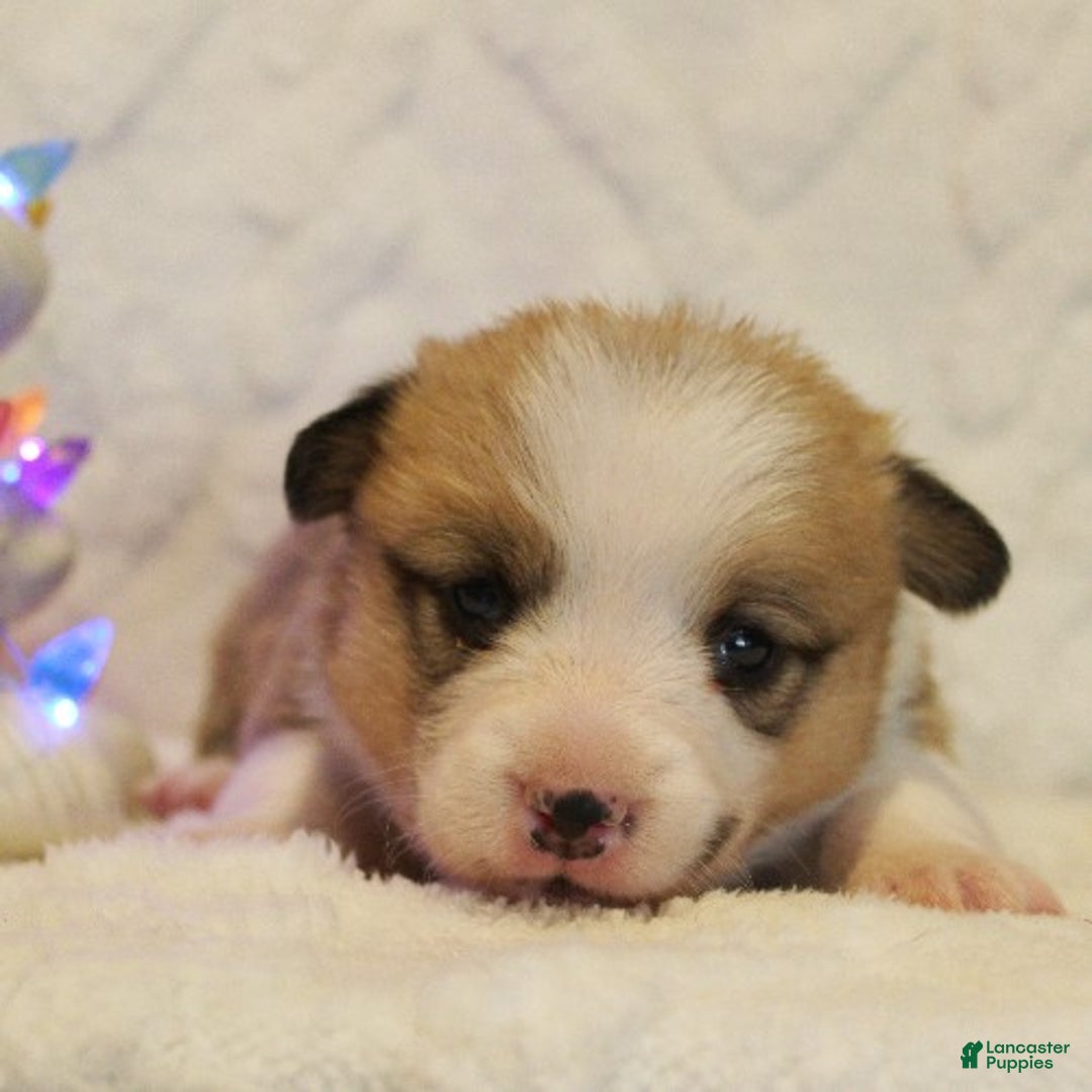 Welsh Corgi Pembroke dogs for sale: Blitzen Genetically CLEAR - Ad 4