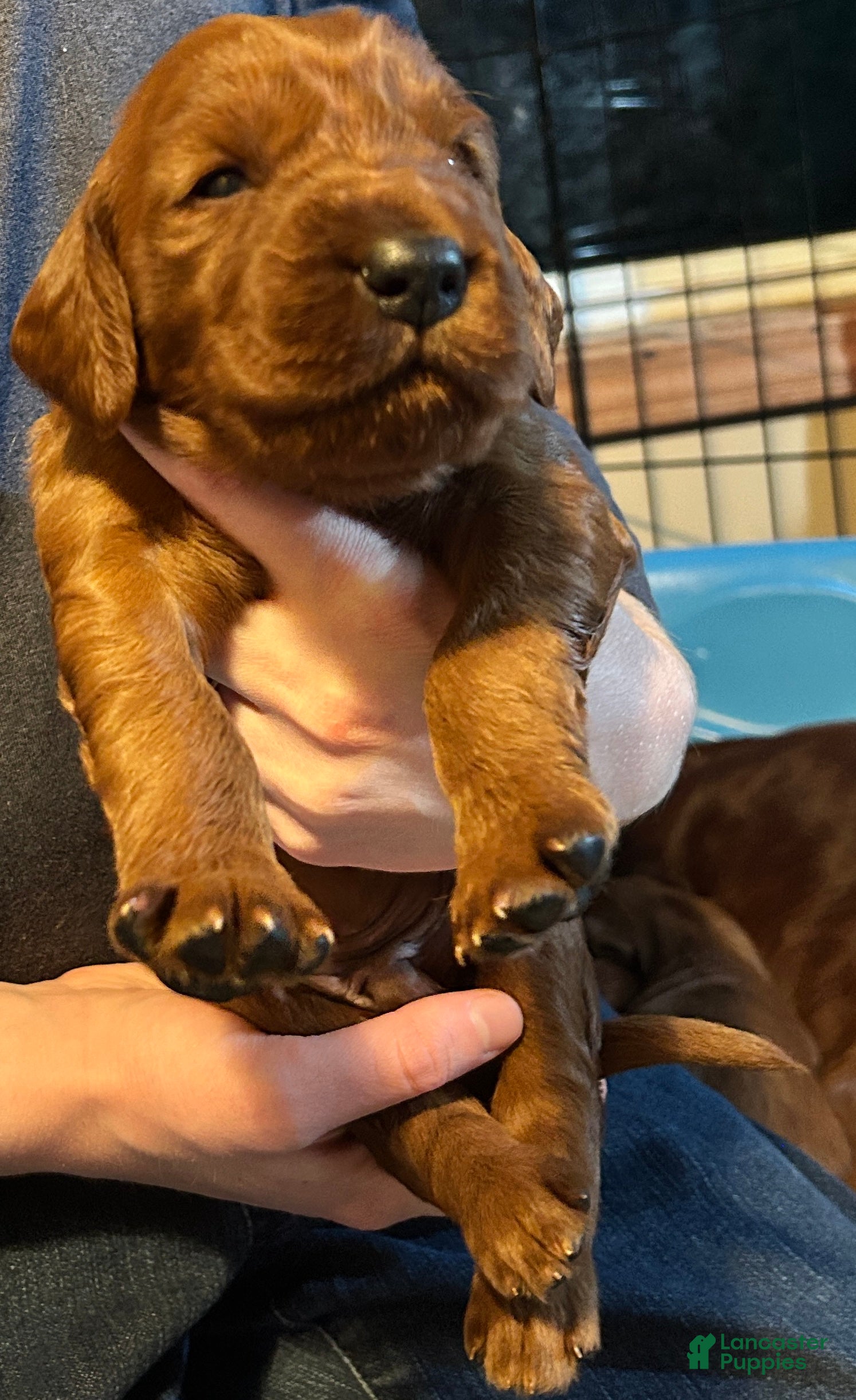 Irish Setter dogs Irish Setter Puppy 8 - Ad 10