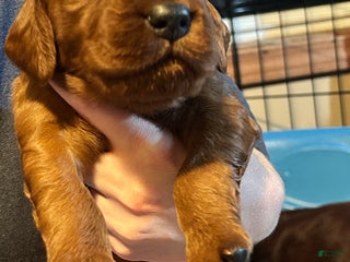 Irish Setter dogs Irish Setter Puppy 8 - Ad 10