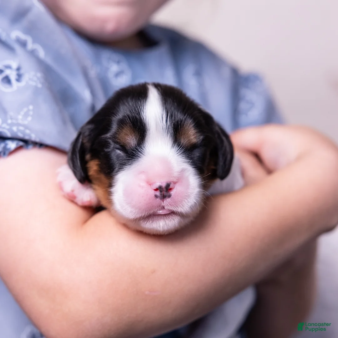 Cavalier King Charles Spaniel dogs for sale: Barnaby - Ad 1