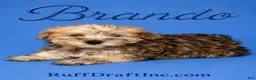 Morkie dogs for sale: Brando - Ad 1