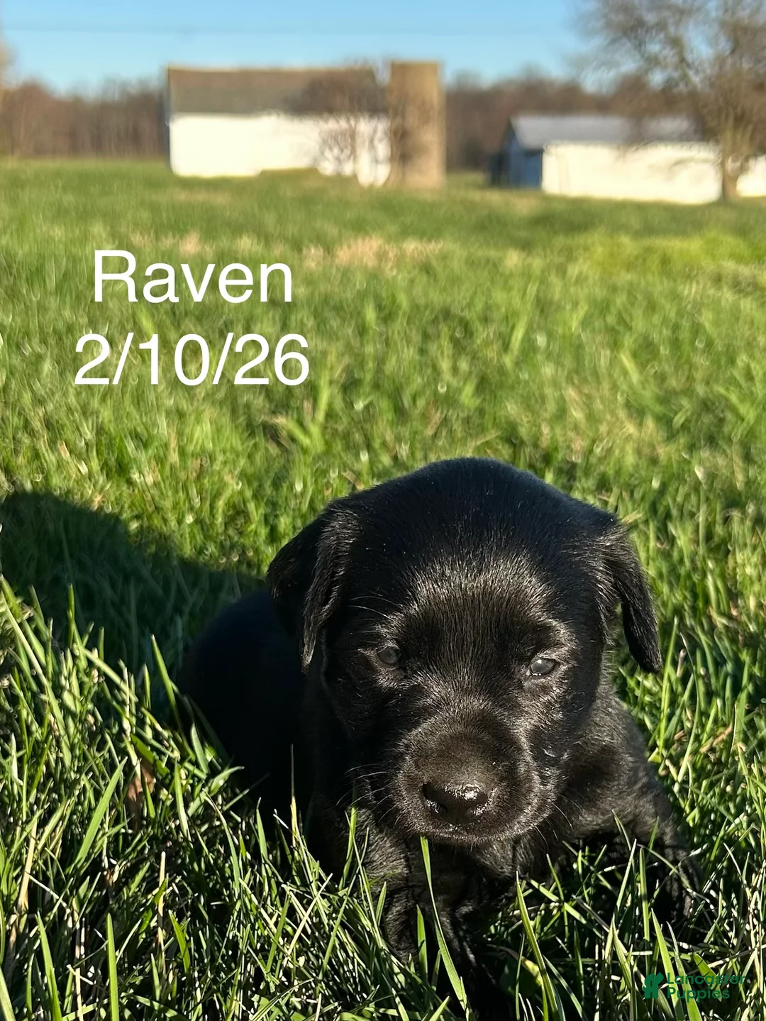 Labrador Retriever dogs for sale: Raven-Labrador Retriever Puppy  - Ad 2