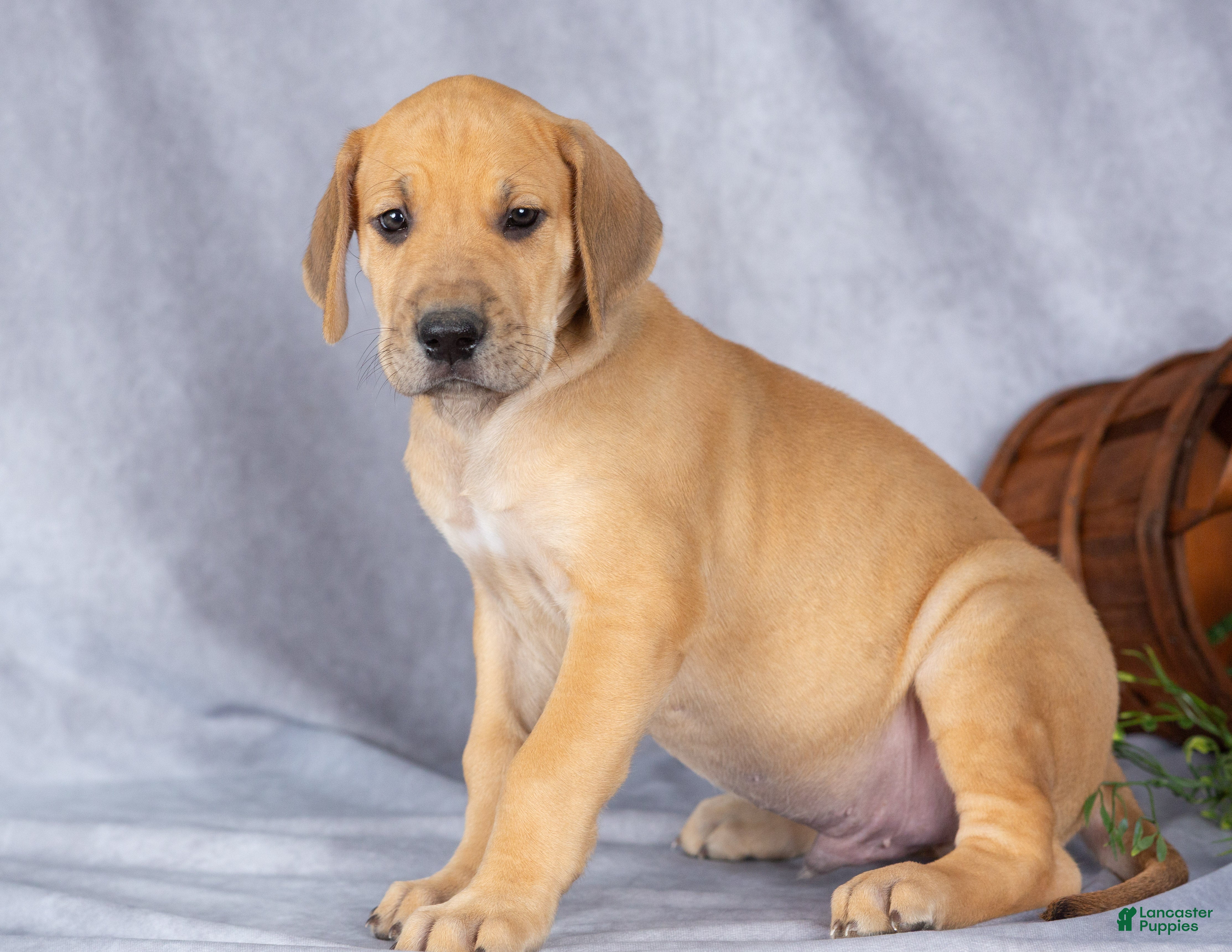 Great Dane dogs for sale: Max - Ad 1