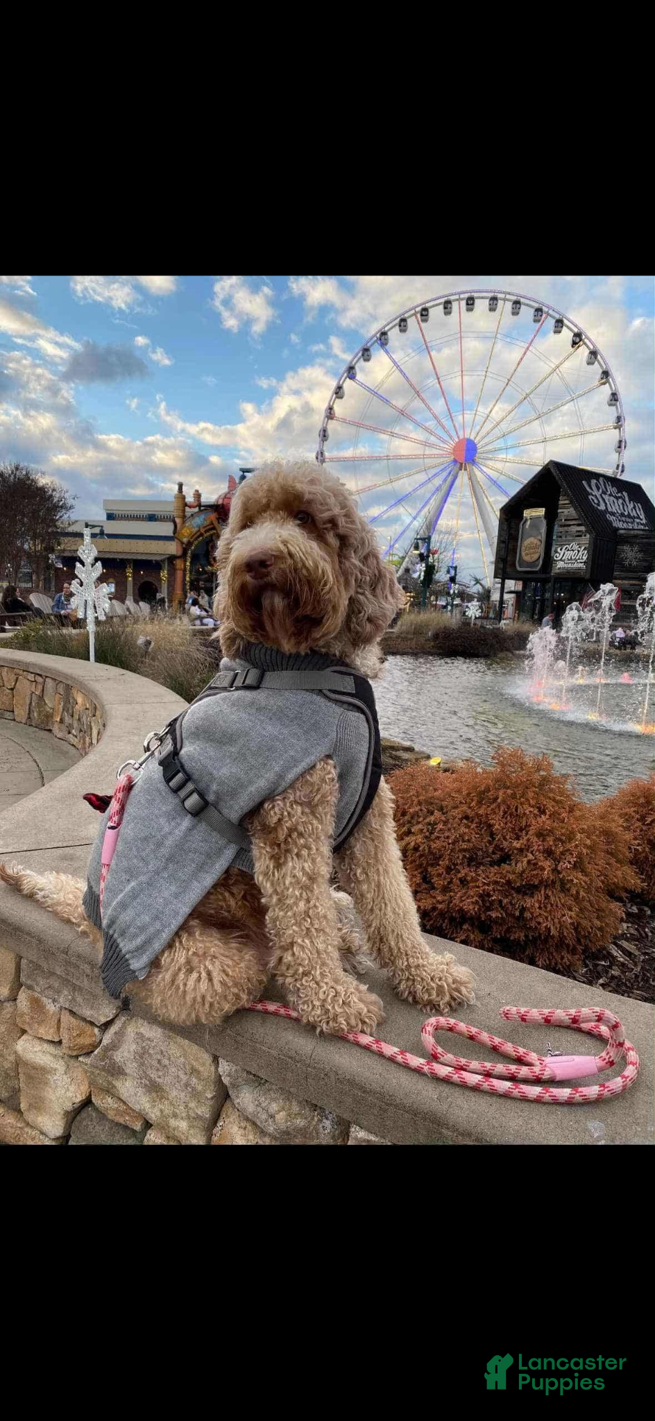 Goldendoodle dogs Toby  - Ad 2