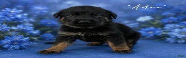 German Shepherd 2