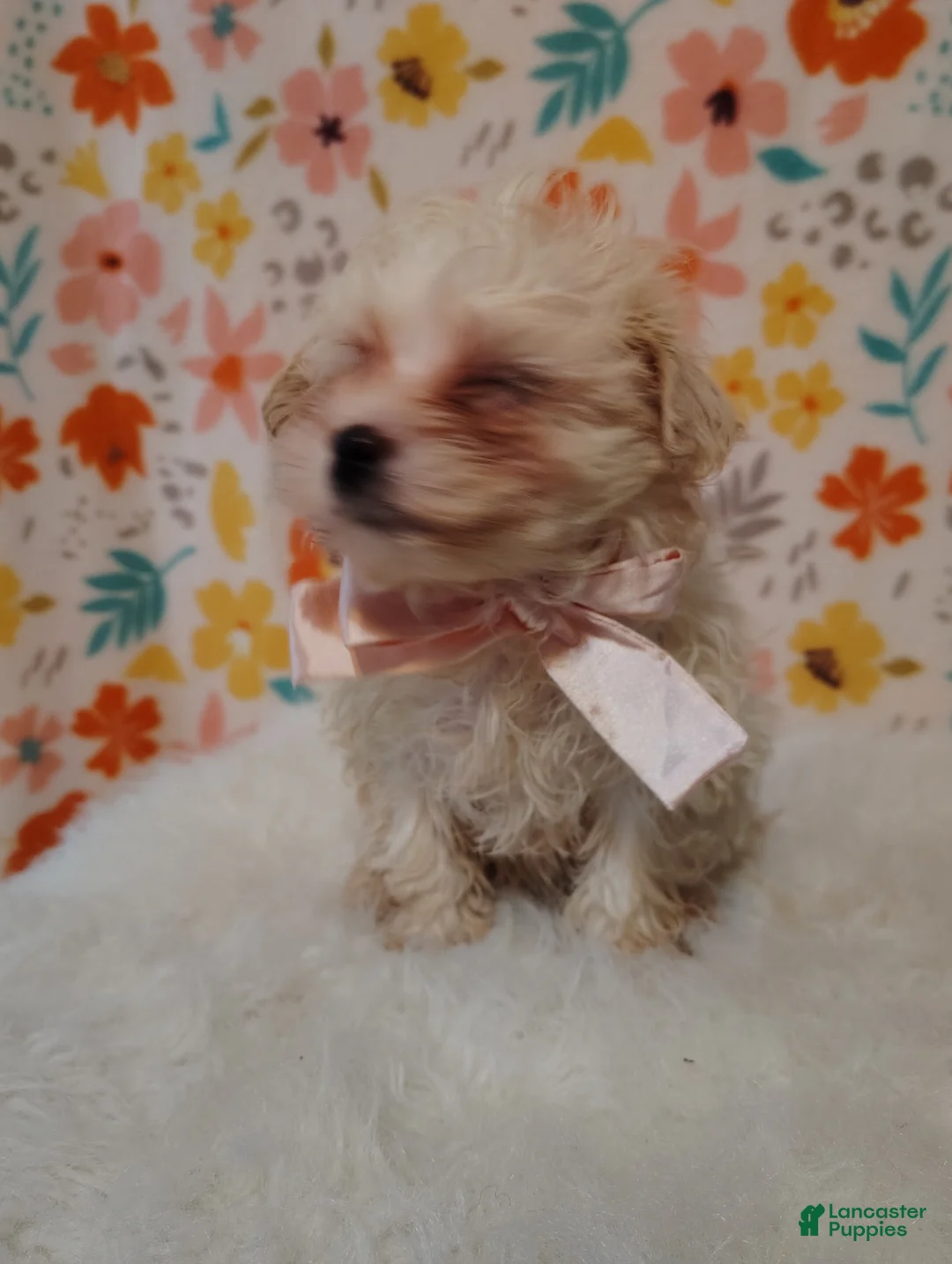 Maltipoo dogs for sale: Dixie - Ad 2