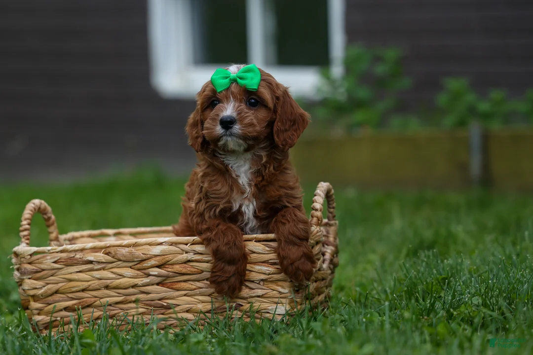 Cavapoo dogs for sale: OLLIE - Ad 2