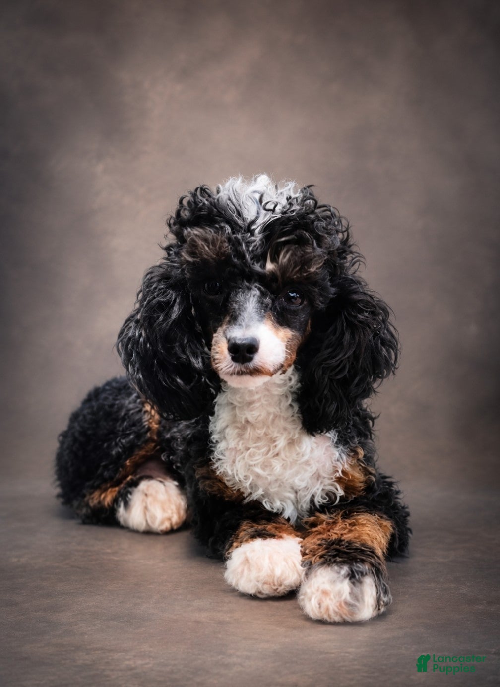 Toy Poodle dogs Davincy  - Ad 1