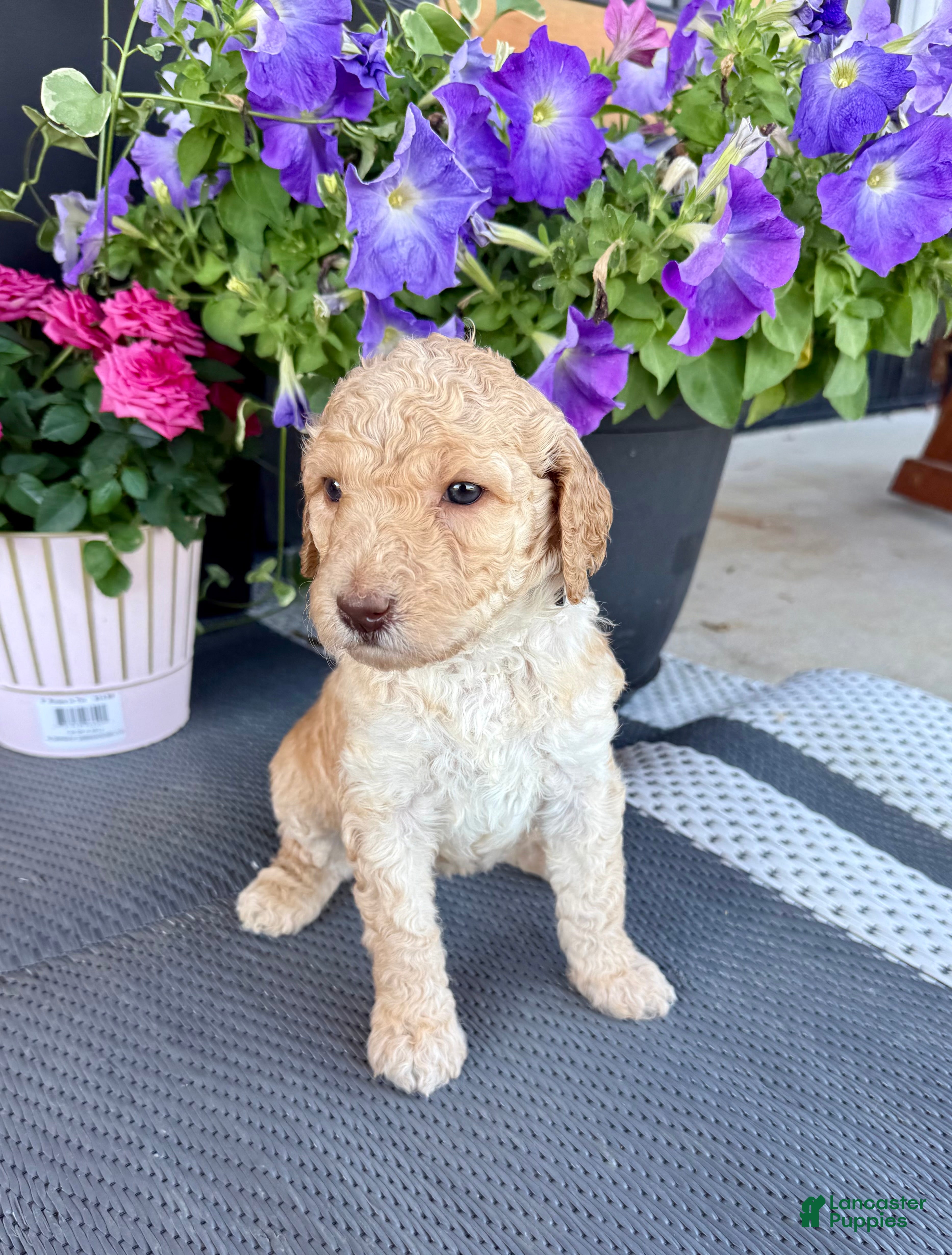 Standard Poodle dogs Silver Collar - Ad 1