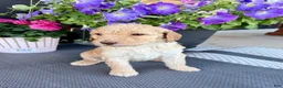 Standard Poodle dogs for sale: Silver Collar - Ad 1